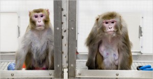 Canto, left, a 27-year-old rhesus monkey, is on a restricted diet, while Owen, 29, is not. The two monkeys are part of a study of the links between diet and aging.