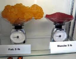 fat weight vs muscle weight